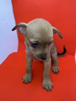 Gray Collar Boy, a male Chorkie for sale in Douglasville, GA – 1 of 6