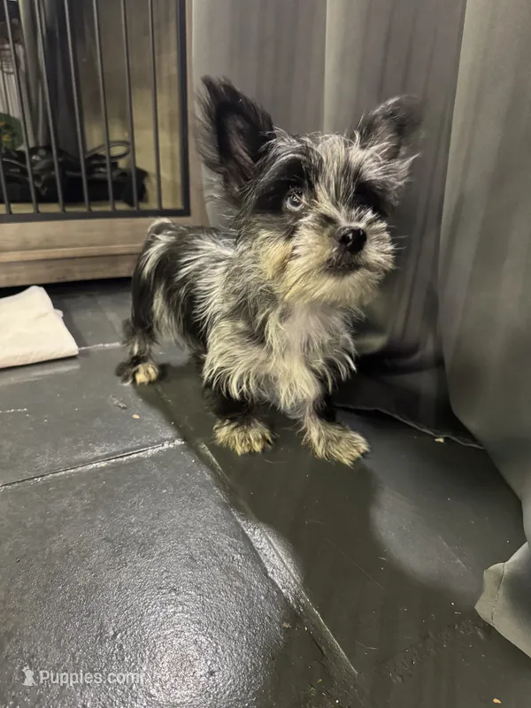 Blue Collar Yorkie – Yorkshire Terrier puppy for sale in Douglasville, GA