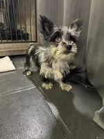Blue Collar Merle Yorkie, a male Yorkshire Terrier for sale in Douglasville, GA – 1 of 9