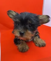 Red Collar Yorkie, a female Yorkshire Terrier for sale in Douglasville, GA – 6 of 7