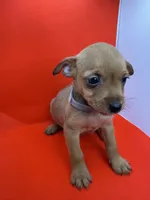 Gray Collar Boy, a male Chorkie for sale in Douglasville, GA – 4 of 6