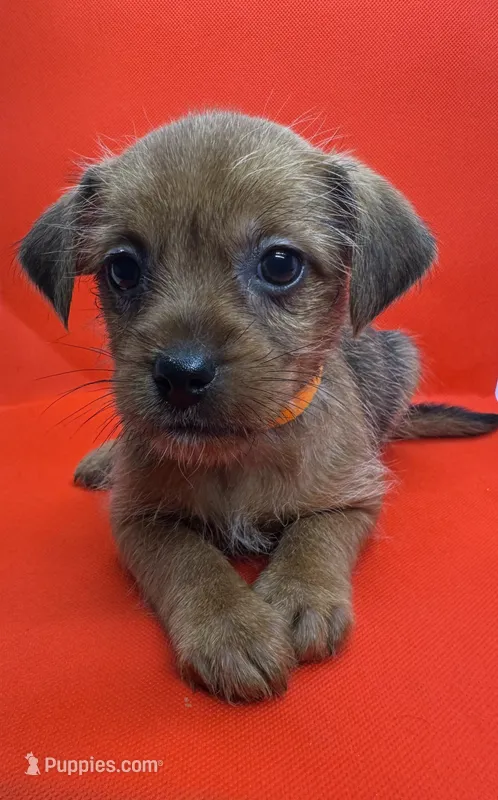 Orange Collar Girl – Chorkie puppy for sale in Douglasville, GA