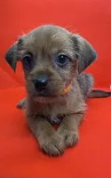 Orange Collar Girl, a female Chorkie for sale in Douglasville, GA – 1 of 1