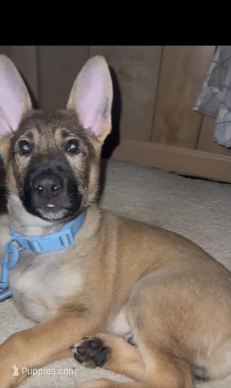 Samson   – German Shepherd Dog puppy for sale in Youngstown, OH