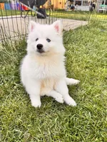 Apollo, a male Pomsky for sale in Lincoln, NE – 8 of 8
