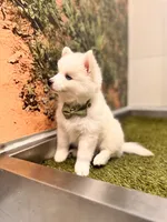 Orion, a male Pomsky for sale in Lincoln, NE – 7 of 8