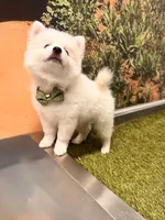 Orion, a male Pomsky for sale in Lincoln, NE – 5 of 8