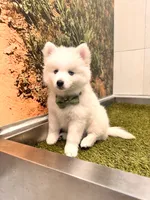 Orion, a male Pomsky for sale in Lincoln, NE – 2 of 8