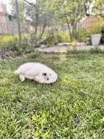 Apollo, a male Pomsky for sale in Lincoln, NE – 5 of 8