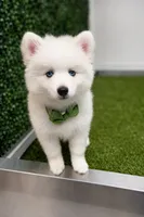 Orion, a male Pomsky for sale in Lincoln, NE – 1 of 8