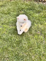 Apollo, a male Pomsky for sale in Lincoln, NE – 7 of 8