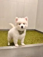 Orion, a male Pomsky for sale in Lincoln, NE – 6 of 8