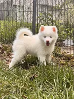 Atlas, a male Pomsky for sale in Lincoln, NE – 4 of 5