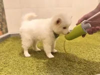 Orion, a male Pomsky for sale in Lincoln, NE – 3 of 8