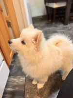 Apollo, a male Pomsky for sale in Lincoln, NE – 6 of 8