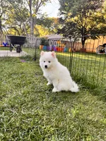Apollo, a male Pomsky for sale in Lincoln, NE – 4 of 8