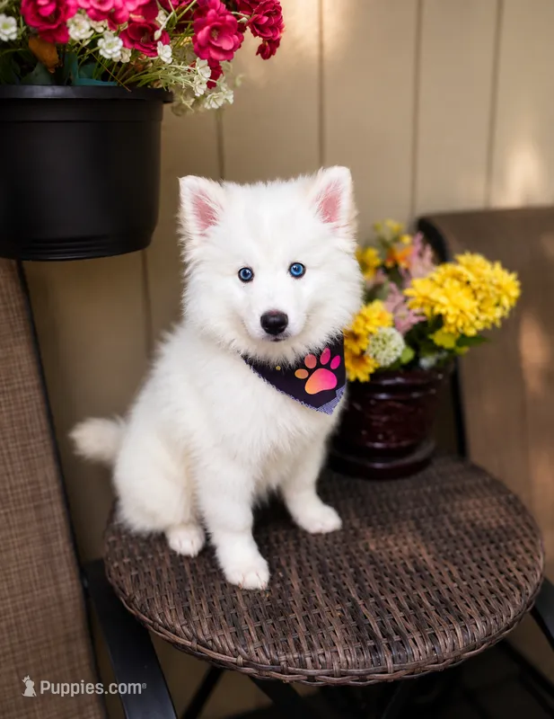 Apollo – Pomsky puppy for sale in Lincoln, NE