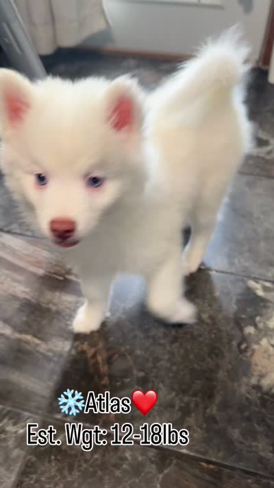 Atlas, a male Pomsky for sale in Lincoln, NE – 5 of 5