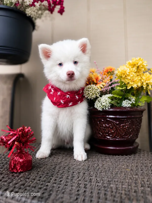 Atlas – Pomsky puppy for sale in Lincoln, NE