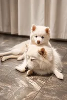Atlas, a male Pomsky for sale in Lincoln, NE – 2 of 5