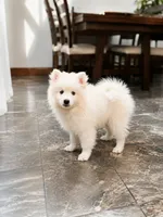 Apollo, a male Pomsky for sale in Lincoln, NE – 2 of 8