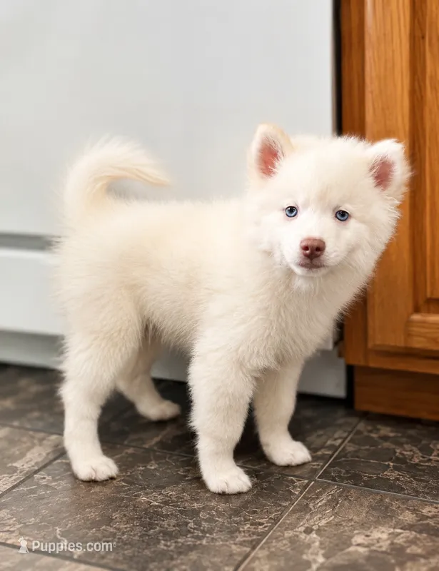 Atlas – Pomsky puppy for sale in Lincoln, NE