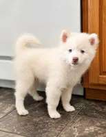 Atlas, a male Pomsky for sale in Lincoln, NE – 1 of 5