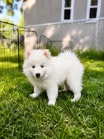 Apollo, a male Pomsky for sale in Lincoln, NE – 3 of 8
