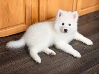 Apollo, a male Pomsky for sale in Lincoln, NE – 1 of 8