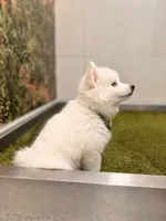 Orion, a male Pomsky for sale in Lincoln, NE – 4 of 8