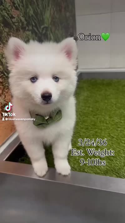 Orion, a male Pomsky for sale in Lincoln, NE – 8 of 8