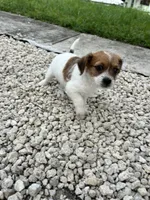 Luna, a female Jack Russell Terrier and Shih Tzu for sale in Broward Estates, FL – 2 of 3