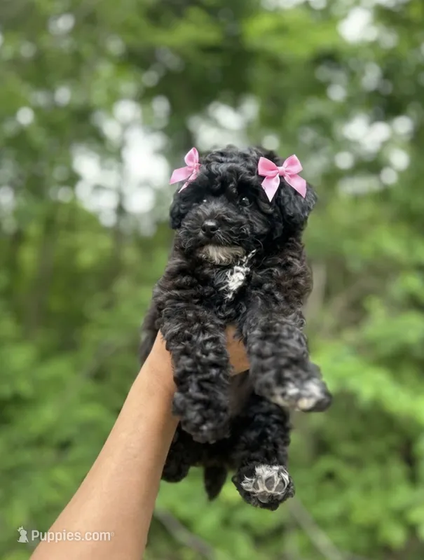 Bella – Poodle - Miniature  puppy for sale in Jefferson City, MO