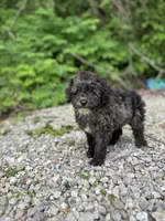 Luna, a female Poodle - Miniature  for sale in Jefferson City, MO – 2 of 2