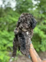 Luna, a female Poodle - Miniature  for sale in Jefferson City, MO – 1 of 2