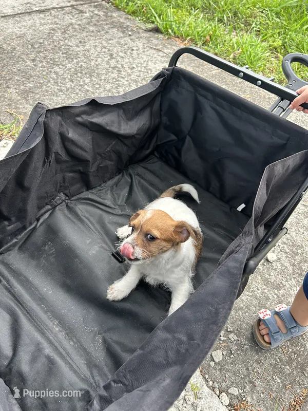 Luna – Jack Russell Terrier, Shih Tzu puppy for sale in Broward Estates, FL