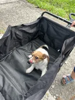 Luna, a female Jack Russell Terrier and Shih Tzu for sale in Broward Estates, FL – 1 of 3