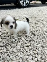Coco, a male Jack Russell Terrier and Shih Tzu for sale in Broward Estates, FL – 2 of 3