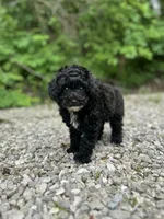 Bella, a female Poodle - Miniature  for sale in Jefferson City, MO – 2 of 2