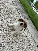 Luna, a female Jack Russell Terrier and Shih Tzu for sale in Broward Estates, FL – 3 of 3