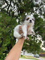 Coco, a male Jack Russell Terrier and Shih Tzu for sale in Broward Estates, FL – 1 of 3