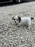 Coco, a male Jack Russell Terrier and Shih Tzu for sale in Broward Estates, FL – 3 of 3