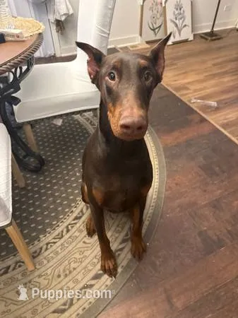 Titus  – Doberman Pinscher puppy for sale in Aurora, IL