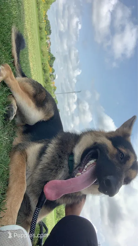 German shepherd  – German Shepherd Dog puppy for sale in Aurora, IL