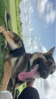 German shepherd , a male German Shepherd Dog for sale in Aurora, IL – 1 of 3