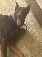 Titus , a male Doberman Pinscher for sale in Aurora, IL – 2 of 2