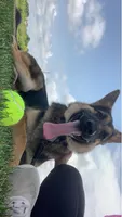 German shepherd , a male German Shepherd Dog for sale in Aurora, IL – 2 of 3
