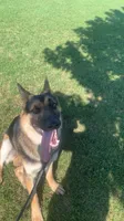 German shepherd , a male German Shepherd Dog for sale in Aurora, IL – 3 of 3