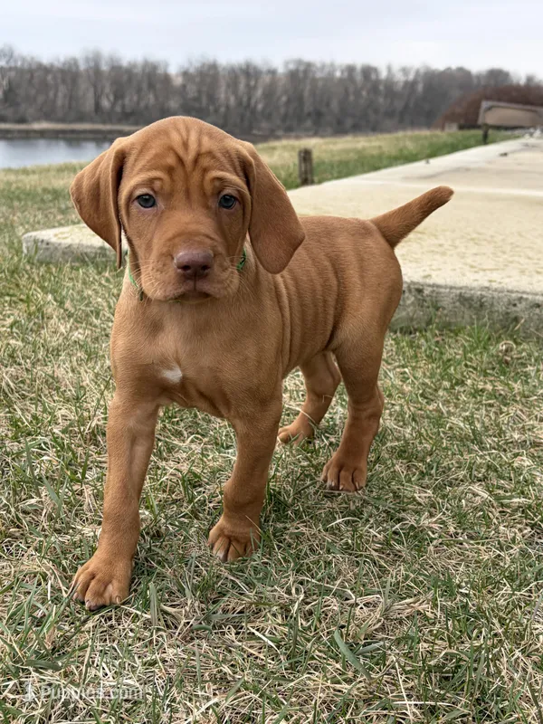 Copper – Vizsla puppy for sale in Cresco, IA