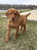 Copper, a male Vizsla for sale in Cresco, IA – Photo 1 of 2